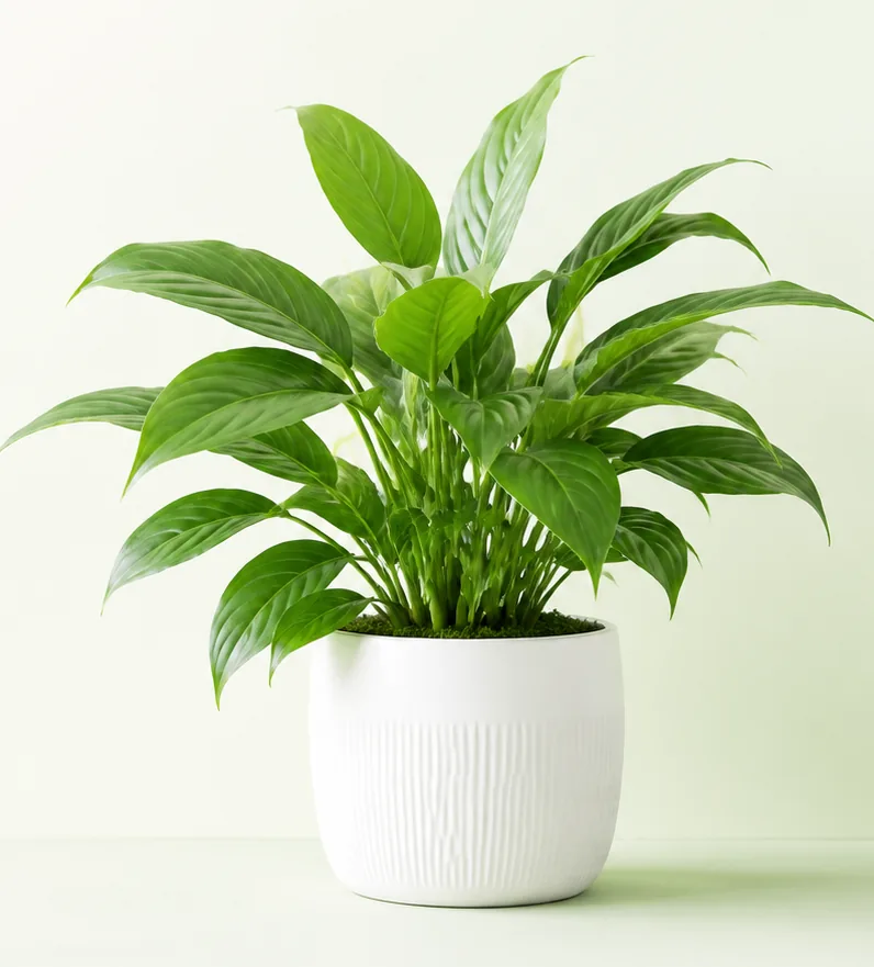A healthy potted office plant