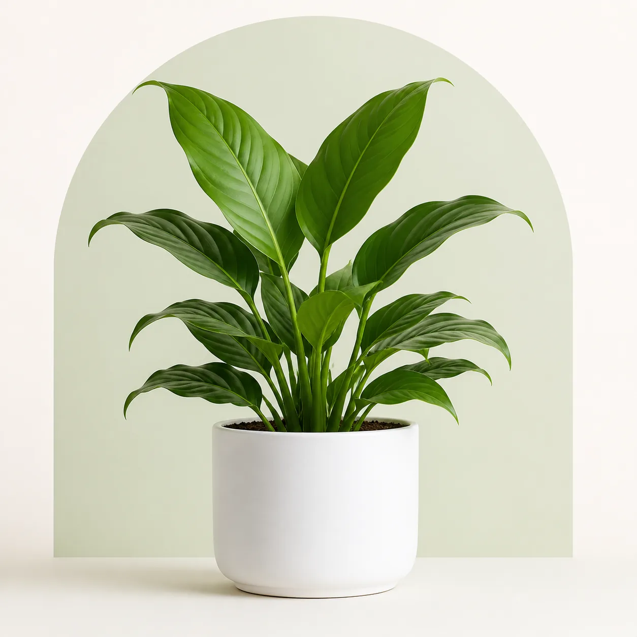 A thriving plant cared for with Arviron