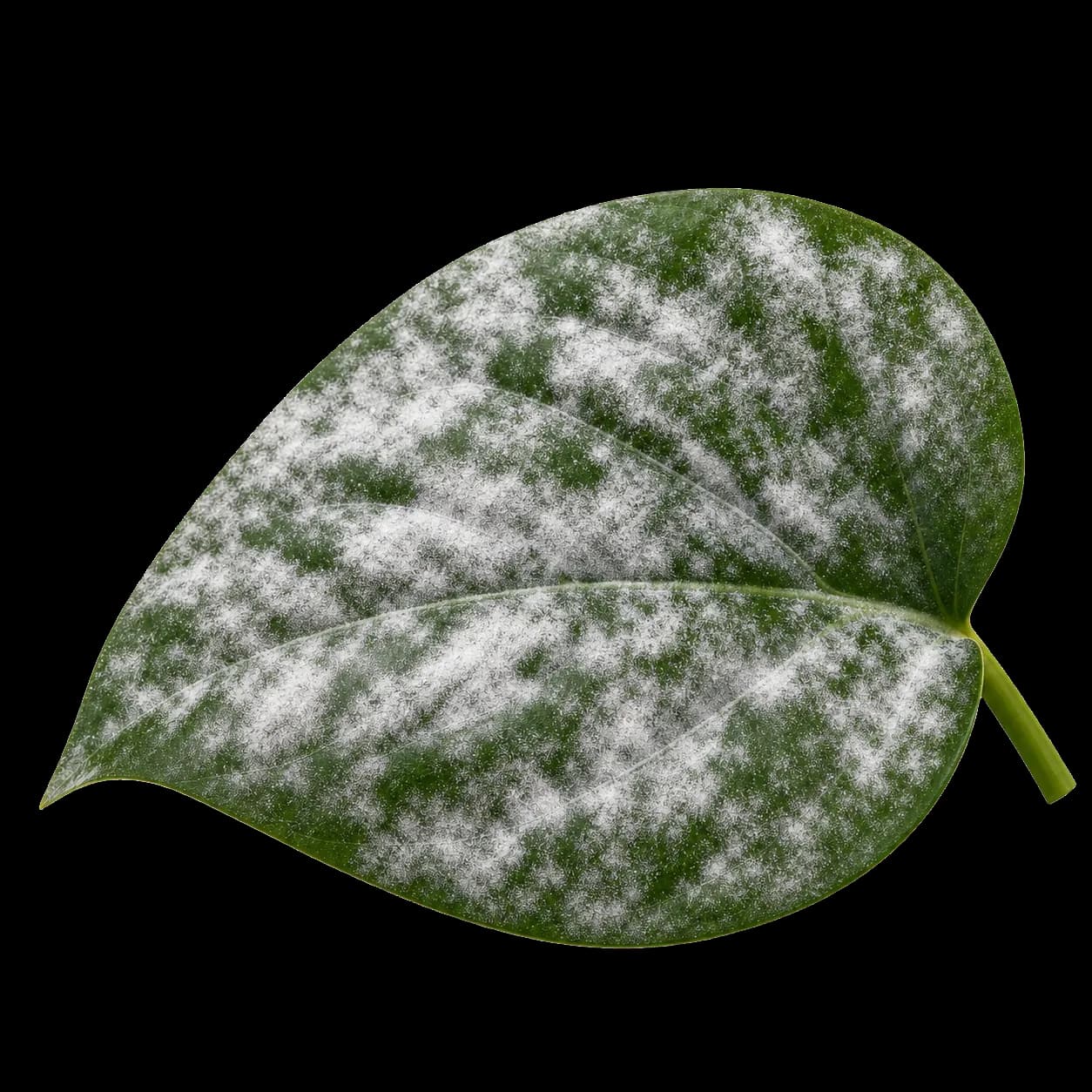 A green leaf covered with powdery white mildew