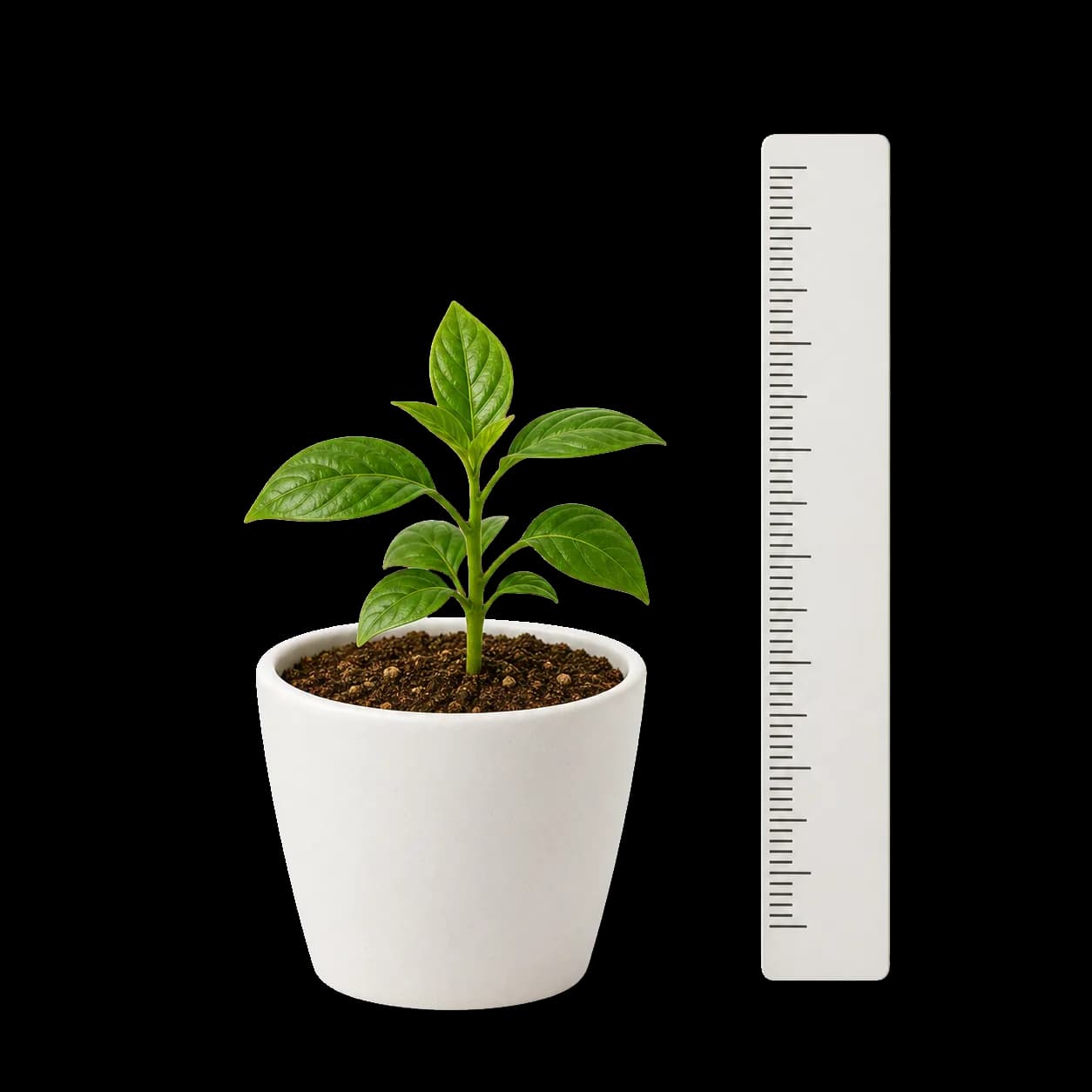 A small potted plant beside a measuring ruler